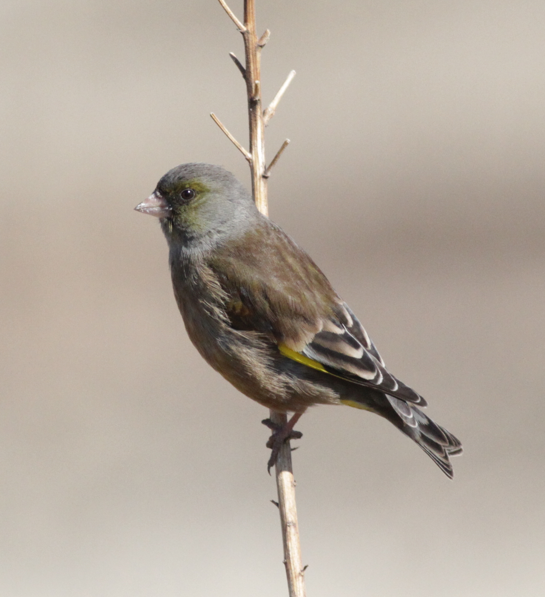 カワラヒワ スズメ目 アトリ科 鳥写２